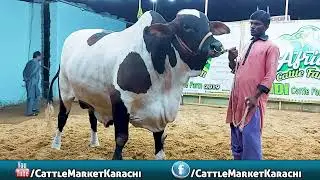 Afridi Per HEAVY Bachron Ka Mela Saj Gaya Animals Stock Videos Cattle Market Karachi Bakra Eid
