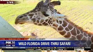 David Does It: Wild Florida drive-thru safari