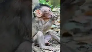 #Malik #animal #reels #virals #monkeys  #monkey #babyanimal #naturemonkey