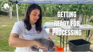 Meat Chicken Processing Day Prep