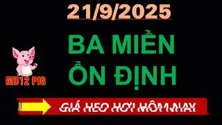 Gi&aacute; heo hơi h&ocirc;m nay 21/9/2025 | BA MIỀM ỔN ĐỊNH | md12pig #giaheohoihomnay #giaheohoi