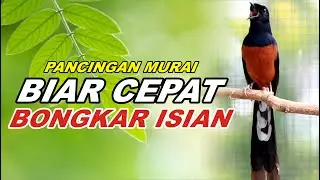 PANCINGAN MURAI BATU ISIAN KASAR, NAIKKAN EMOSI MURAI BATU MALAS BUNYI AGAR CEPAT GACOR