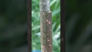 plants grafting techniques #shorts #shortsviral #part565