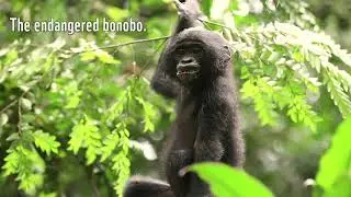 The large mammal inventory of Salonga National Park