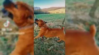 boerboelblade & aria 572