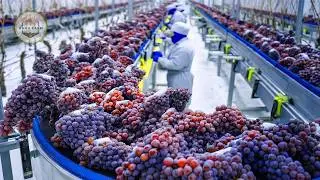 How Millions of Snow Grapes Are Processed Into Wine in a Modern Factory