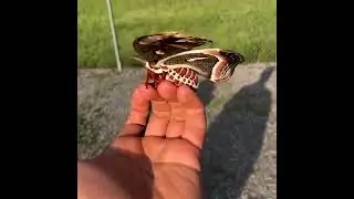 the cecropia moth in North America largest moth