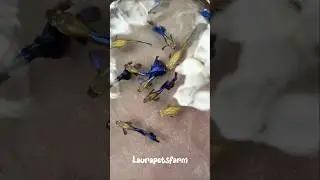 Japan blue dumbo ear💙#guppy #farming #breeding #trending #shorts #videos #viralvideo #japan #dumbo