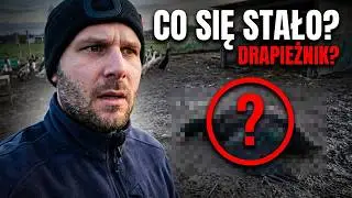Drapieżnik dorwał moje ptaki! Działka już nigdy nie będzie taka sama