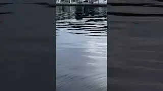 Lake Champlain Monster??