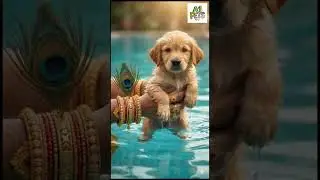 யாமிருக்க பயமேன்🙏#Shorts #YT#Viral#dog #Viral video #Trending #Funnydog#Animal#Pets #cutepets#muruga