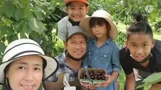 Cherry and Apricot Picking| Cherry Avenue Farms| Ontario Canada