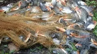 Net fishing in gwadar new video