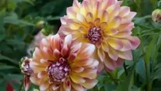 Dahlia Gardens 2004 / Dahliengarten Hamburg - 09.10.04