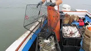 Crab trap | Wikipedia audio article