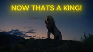 Mufasa is kind of like Jesus in this scene