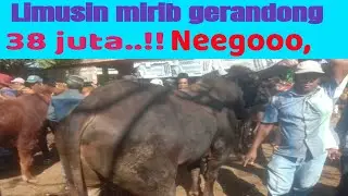 38 jutaa.!! Sapi kontes turun kepasar pemekasan.!! Sapi gerandong 24 Juni 2023