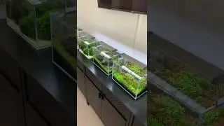 2.5 Gallon Shrimp Tanks #aquarium #aquascaping #aquascape #plantedaquarium #plantedtank #fishtank
