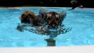 Unlikely friends and swim buddies
