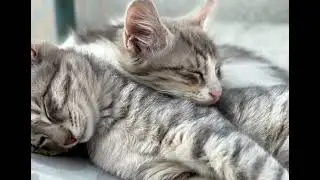 sleeping kittens #kitten #cat #catlover #ourcat #catbaby #cuteanimals