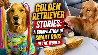 Golden Retriver Stories: A Compilation of Smart Dogs in the World | Pet Global