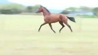 Boerperd