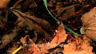 Giant red ants at Ulluwatu Beach, Bali