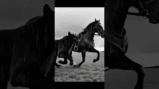 Epic Race in the Rain 🐎🐱 | Black Horse & Black Cat | Cinematic AI #cat #ai #shorts