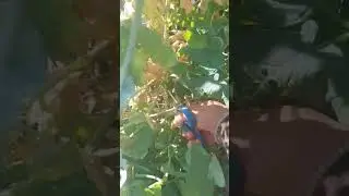 Saying Goodbye to my Peas #homegrown #shorts #shortvideo