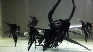 Angelfish tank setup || wiki the zoophilist