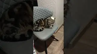 Шапочка з памело, для зв'язку з котопланетянами!😁
