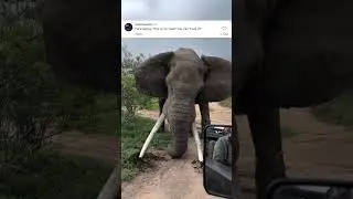 Что слоны делают со своим бивнем?