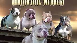 The American Bully &ldquo;BIFF&rdquo; Lilac Tri Stud