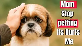 15 Ways to Say I Love You in Your Dog&rsquo;s Language ( Stop Doing Petting )