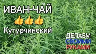 ИВАН-ЧАЙ. Легко и просто! Заготовка, ферментация, сушка.