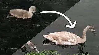 From 0 to 130 days old - How do wild mute swan cygnets grow + change each week | UK Wildlife Species