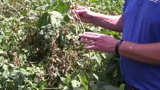 Southern Stem Canker