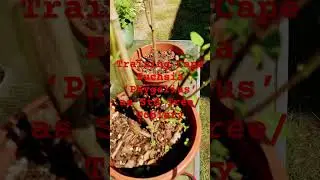 Training Cape Fuchsia &lsquo;Phygelius&rsquo; as Std Tree Topiary