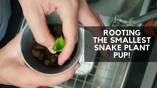 ROOTING & PROPAGATING THE SNAKE PLANT PUP without rooting hormone | trick to faster root growth
