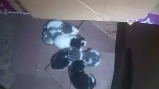 Gathered at the Source: A Picture of Feline Family