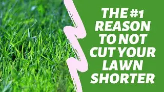 The #1 Reason to NOT Cut Your Lawn Shorter