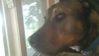 Secret Agent Dog: On Guard