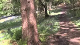 Pat's Glade, Abinger Roughs, Surrey