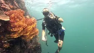 Дайвинг на Пхукете - Phi Phi / Shark Point / Koh Doc Mai