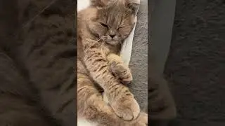 #kitty#kittylovers#pet