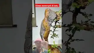 bonsai ulmus yang menempel di batu, bonsai Vietnam. #bonsaitree #bonsaivietnam #bonsaiontherock