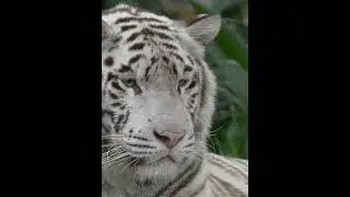 Tigrul alb: raritatea care a dispărut din natură
