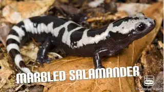 Marbled Salamander Species Profile- 2021