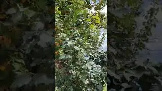 World's unique and Organic apricot tree 🌲 #orginal #shorts #unique #organic #apricots