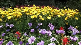 Celebrating Spring: The Sights and Sounds of Annual Renewal | Aphoria Music